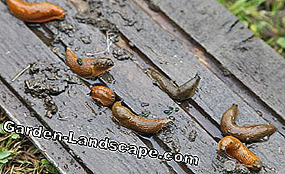Nudibranchs under a wooden board