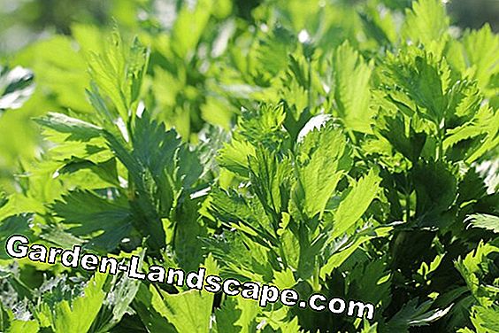 Celer - Apium graveolens