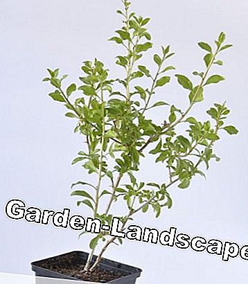 Plant en goji busk