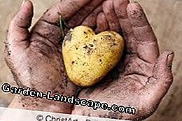 Un coeur pour les pommes de terre
