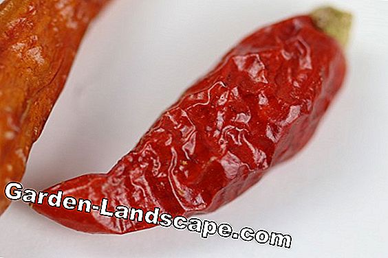 Hot paprika - chili