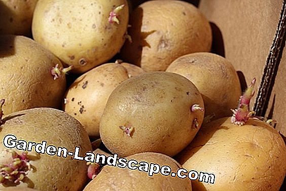 Récolte de pommes de terre - quel est le meilleur moment?: récolte
