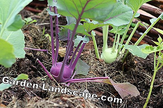 Cultive legumes da primavera - tabela das variedades mais populares: primavera