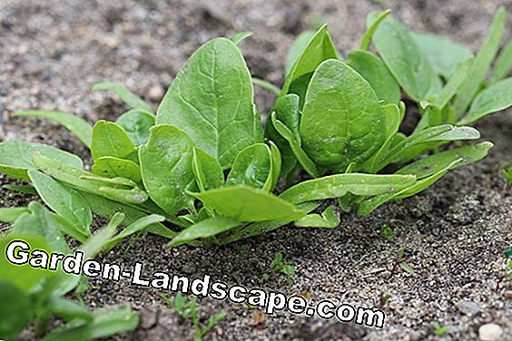Espinafre - Spinacia oleracea