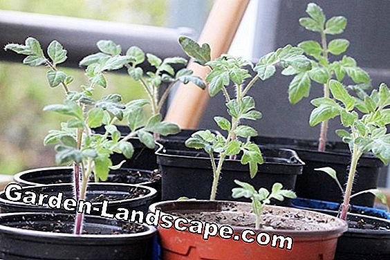 Tomater unge planter