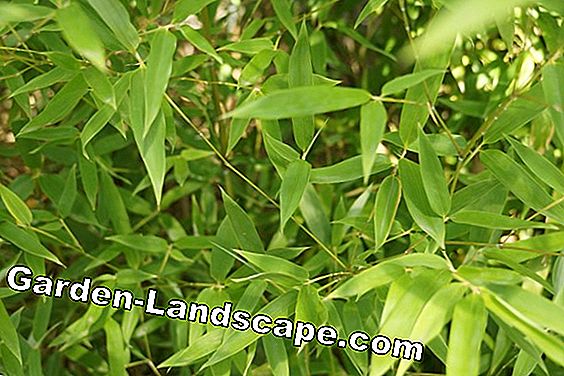 Is bamboo poisonous to humans, dogs or cats?