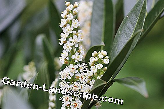 Cerise Laurier - Prunus laurocerasus