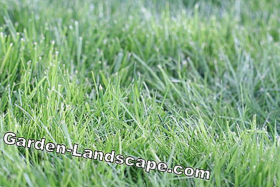 Stile di vita: istruzioni: posa di erba sintetica sul balcone e ... Posa erba sintetica su terrazzo