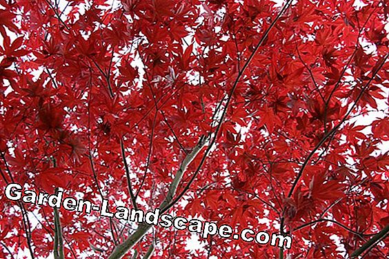 Érable japonais - Acer palmatum