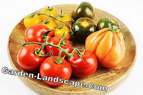Tomates - Solanum lycopersicum