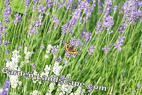 Lavande - Lavandula angustifolia